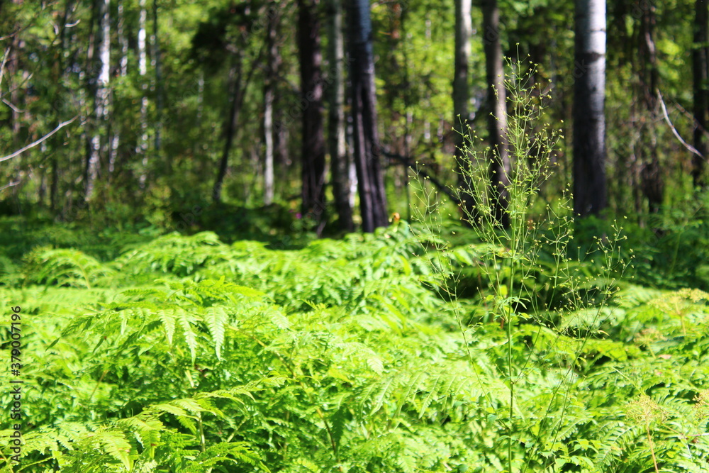 forest in spring