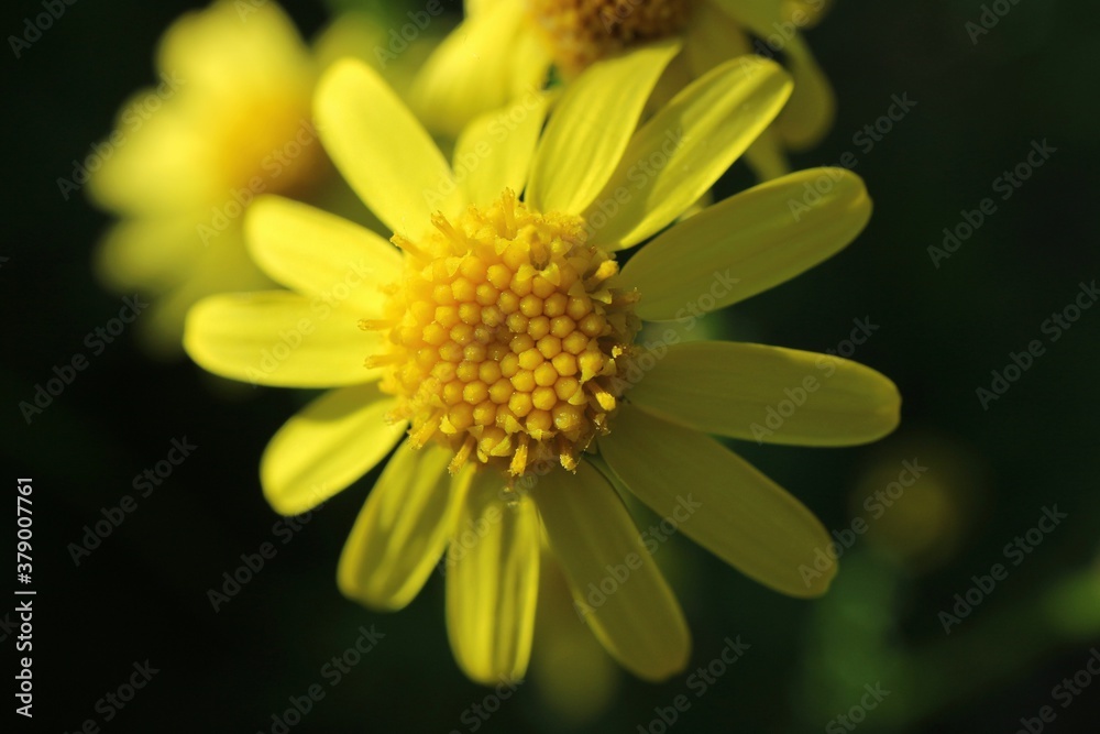 Yellow flower head on the dark background
Yellow flower head on the dark background