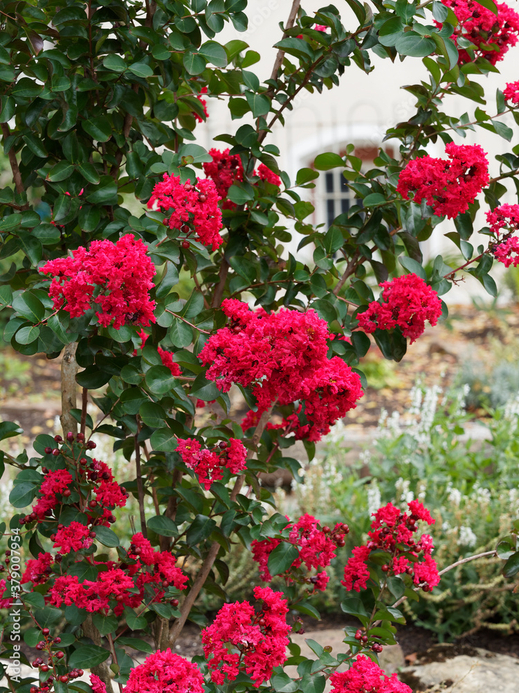 Lagerstroemia indica | Crape myrtle tree or crepeflower with beautiful carmine crimped petals, small, circular or oval-shaped leaves dark green with smooth-edged Lagerstroemia indica | Crape myrtle tree or crepeflower with beautiful carmine crimped petals, small, circular or oval-shaped leaves dark green with smooth-edged