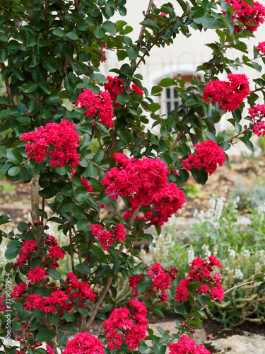 Wallpaper Mural Lagerstroemia indica | Crape myrtle tree or crepeflower with beautiful carmine crimped petals, small, circular or oval-shaped leaves dark green with smooth-edged Torontodigital.ca