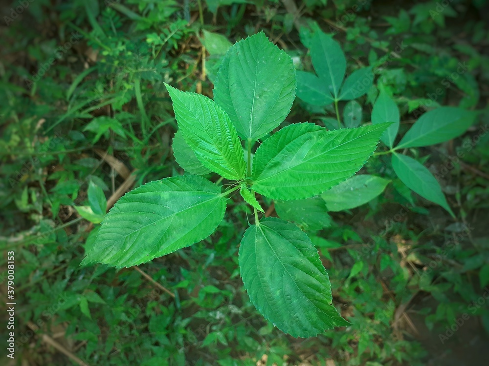 Green jute plant leaves top view. Jute cultivation in Assam in India Green jute plant leaves top view. Jute cultivation in Assam in India