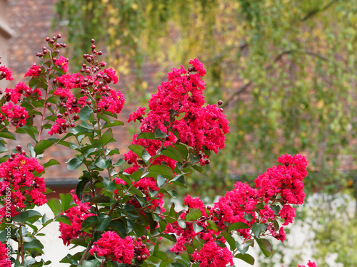 (Lagerstroemia indica) Crape myrtle tree or crepeflower with carmine inflorescence and wrinkled petals like crepe paper  photo