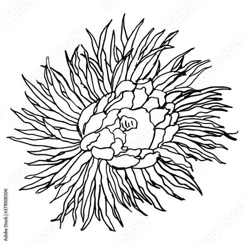 Flower of Cereus cactus. Hand drawn linear sketch. Black silhouette on white background.