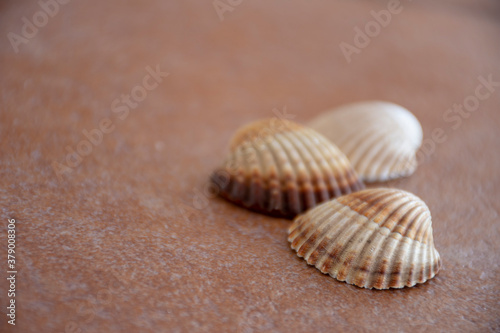 shells on the sand