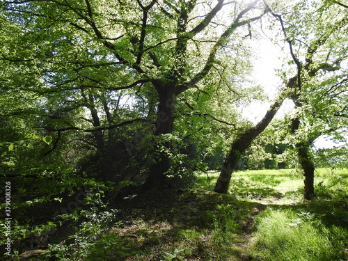 Sunlit trees at the edge of the forest