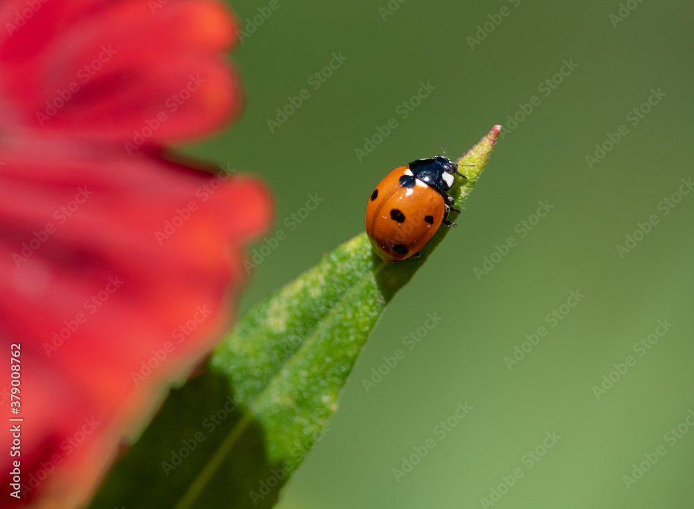 Naklejka premium Ladybug on a leaf (Coccinella septempunctata) with a green background