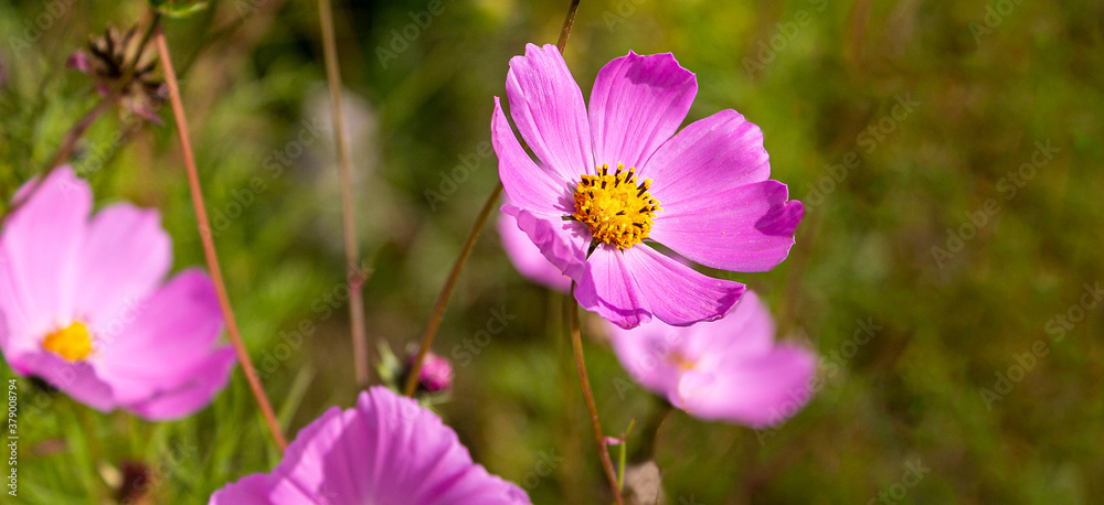 Pink Kosmeya flower brightly backlit by the sun, view from the side of the flower stalk.