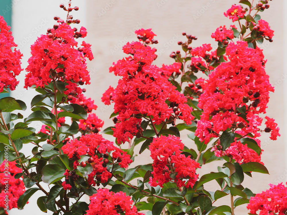 (Lagerstroemia indica) Crape myrtle tree with carmine or red rocket panicles of crinkled flowers like crêpe texture