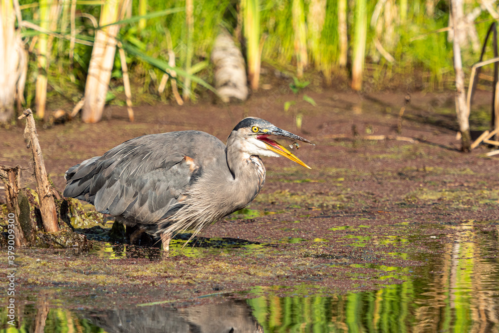 the moment a great blue heron ready to swallow the fish in the air while standing in the middle of the pond on a sunny day the moment a great blue heron ready to swallow the fish in the air while standing in the middle of the pond on a sunny day