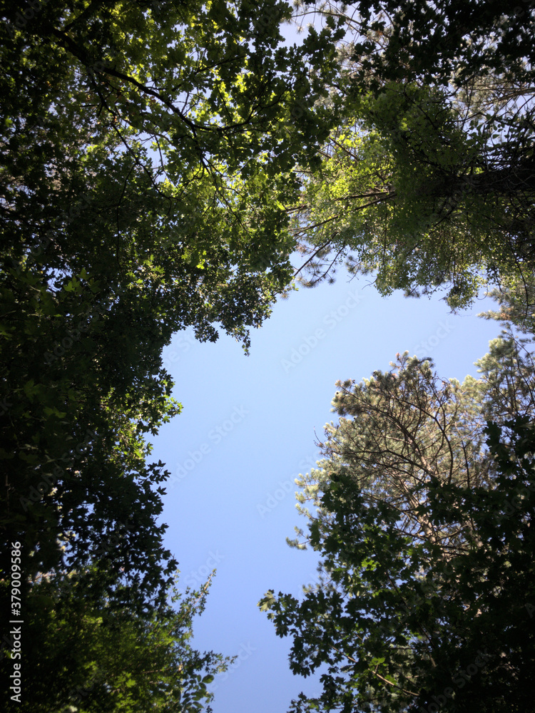 Fototapeta premium treetops in the forest in summer