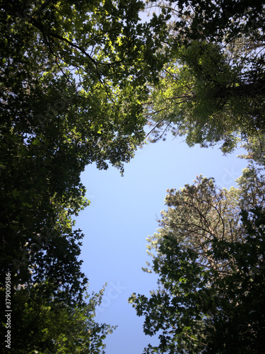 treetops in the forest in summer