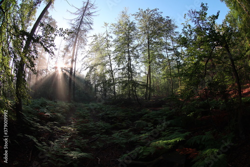 Bezaubernder Morgenstimmung im Wald