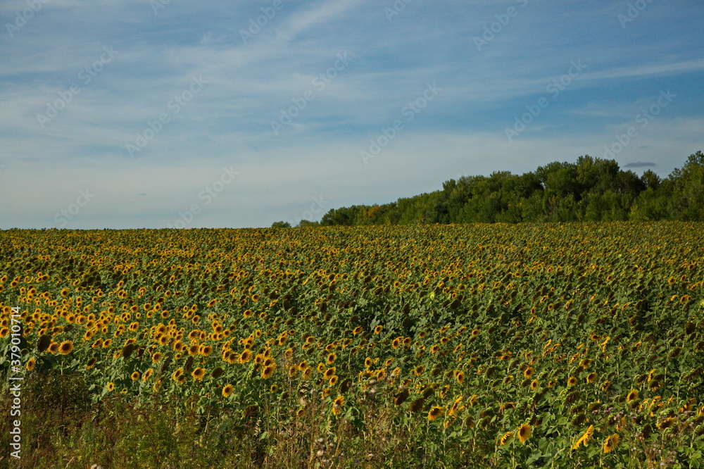 Sunflower field before harvesting, Samara region, Russia.