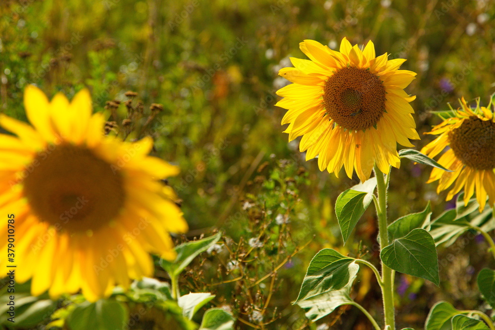 Fototapeta premium Sunflower flowers before harvesting, Samara region, Russia.