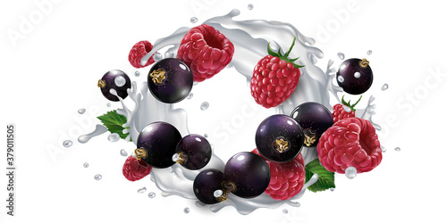 Fototapeta Naklejka Na Ścianę i Meble -  Black currants and raspberries and a splash of milk or yogurt.