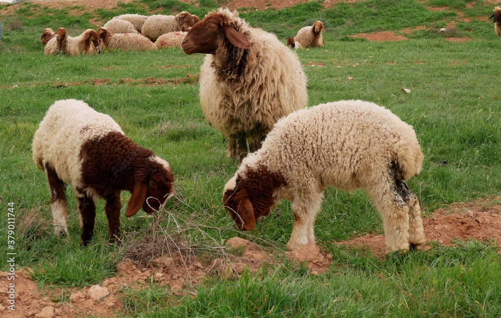 A small flock of young sheep eats fresh green grass in a meadow on a warm summer day. Production of organic lamb meat and wool.