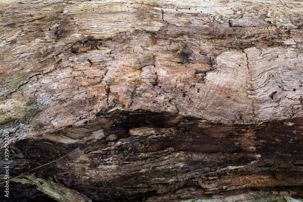 texture of the old cracked tree without bark texture of the old cracked tree without bark