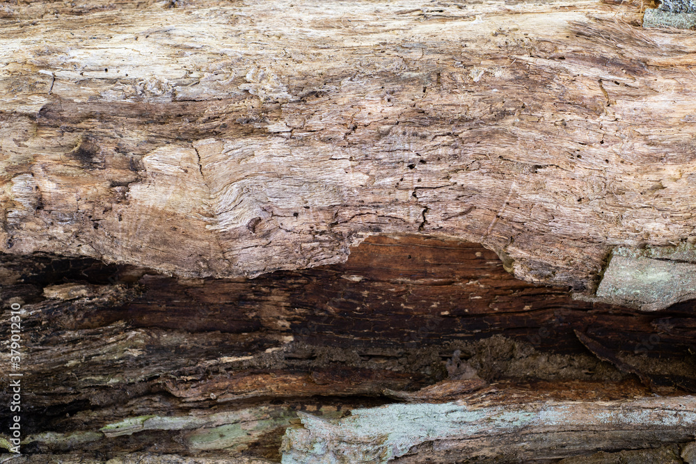 texture of the old cracked tree without bark texture of the old cracked tree without bark