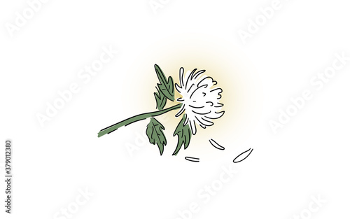 a chrysanthemum illustration