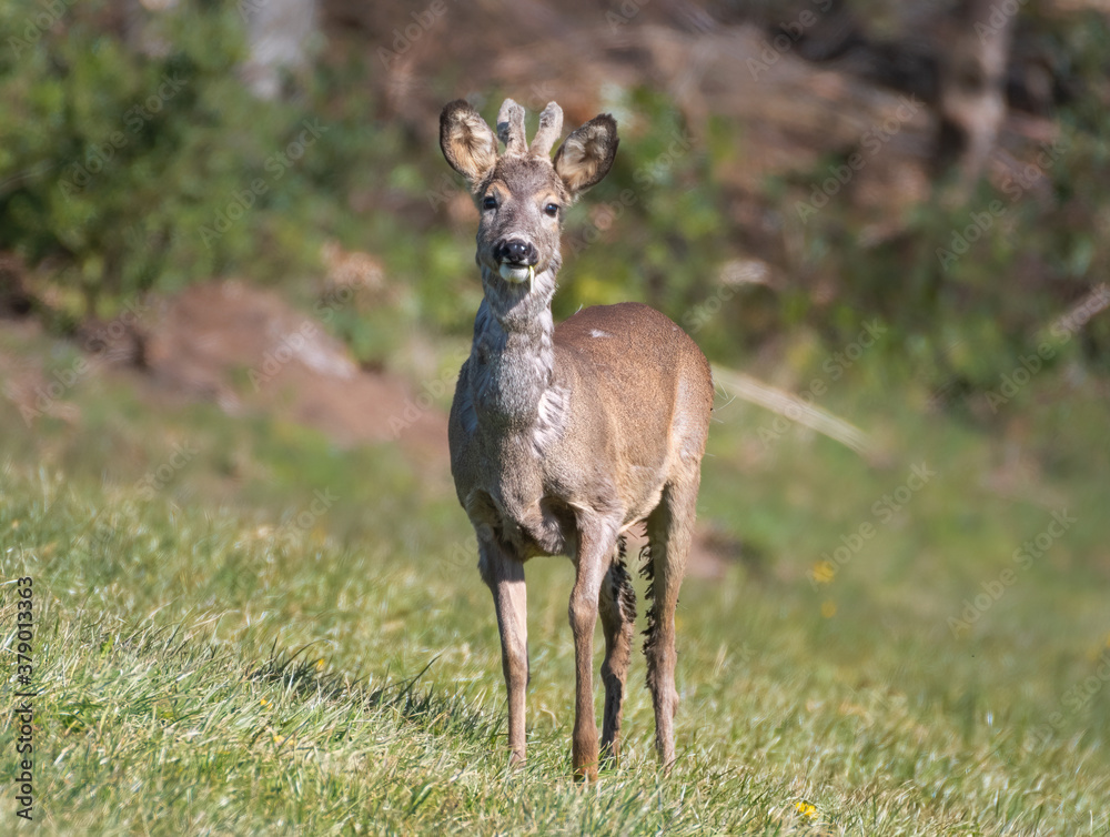 Fototapeta premium Roe Buck standing