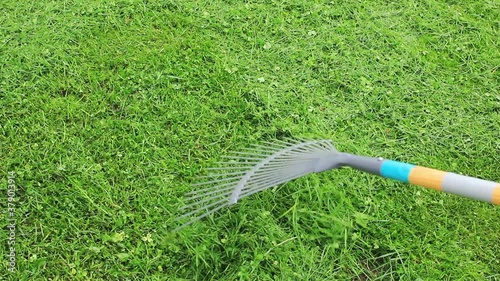 Harvesting mowed grass with rake in yard in. Seasonal work