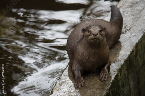 Otter looking at the camera