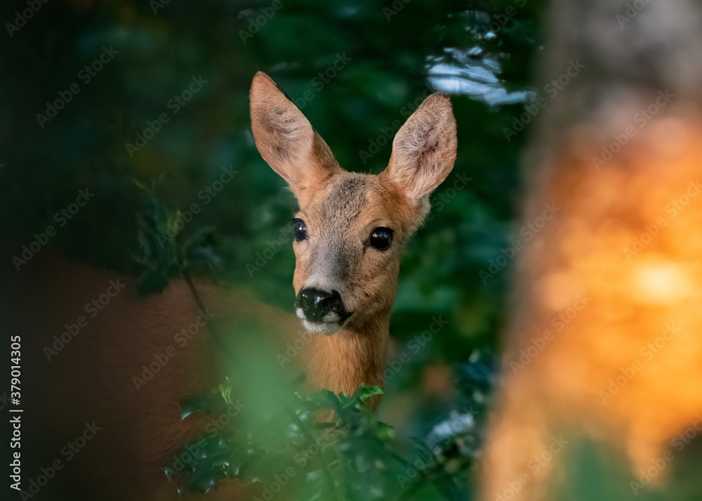 female Roe Deer