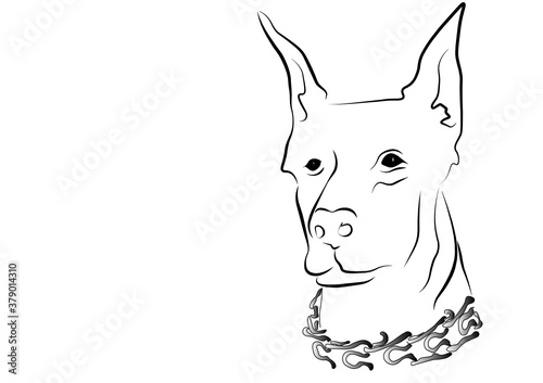 dog