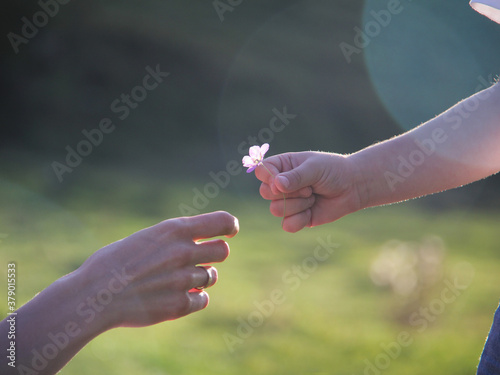 Child gives to mother flower against backdrop of the setting sun. Child's hand with flower and mom's hand.