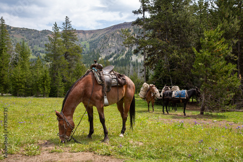 Horse grazing and pack mules in the background preparing to head down the mountain