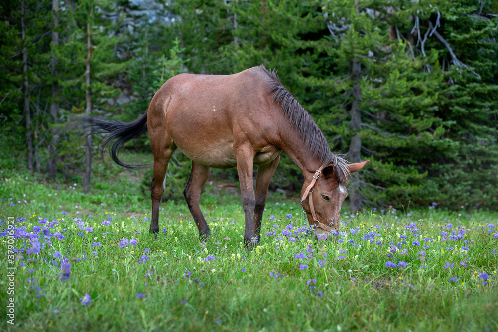 Mule grazing in Oregon mountain meadow blooming with wildflower and grass
