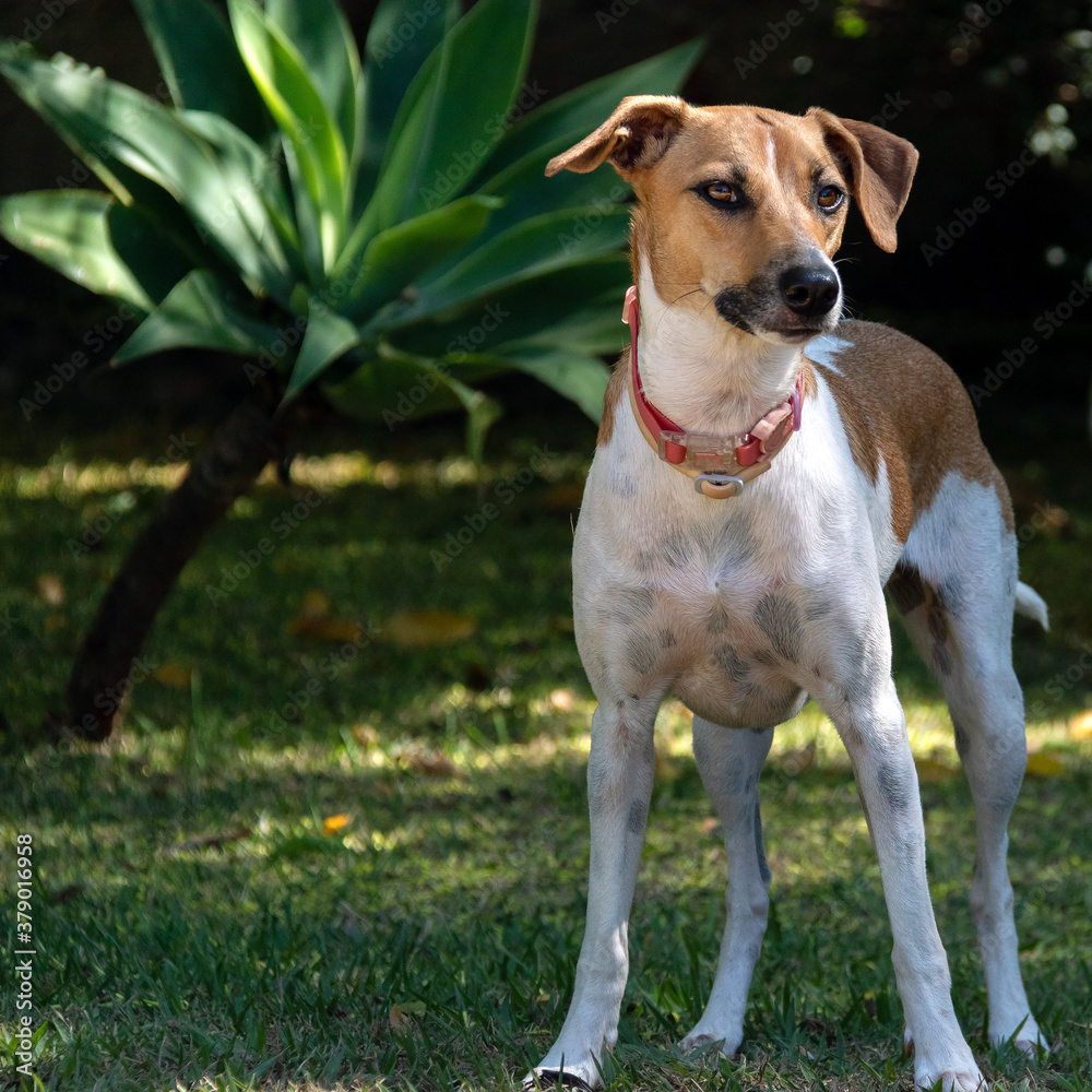 A white and brown spotted female dog walking in the garden at afternoon. Brown eyes and Pink collar. Animal world. Pet lover. Dog lover. Animals defender.