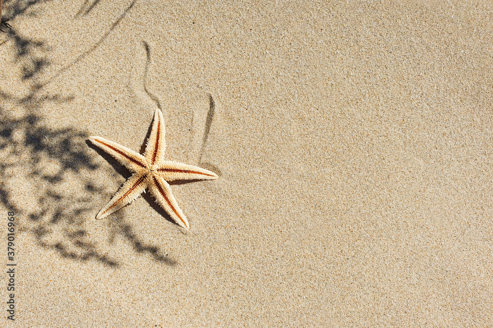 Top view of starfish and shadow from herbs on beach sand. Summer background. Copy space, flatlay, lifestyle. Place for text and beauty product. Top view of starfish and shadow from herbs on beach sand. Summer background. Copy space, flatlay, lifestyle. Place for text and beauty product.