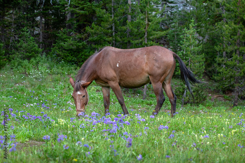 Mule grazing on blooming wildflower and grass in a mountain meadow with evergreen trees in the background