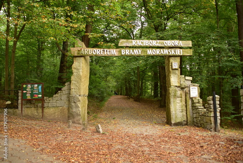 Arboretum Bramy Morawskiej – ogród botaniczny usytuowany we wschodniej części Raciborza obejmujący całym swoim zasięgiem las komunalny Obora. komunalny
Obora
krzewy
lato
