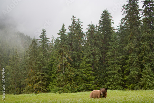 Brown Bear, Misty Fiords National Monument, Alaska photo