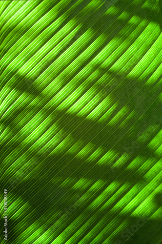 Close up sunlight through green leaves palm leaf background. Light and shadow on tropical leaf natural pattern for wallpaper  spring  summer detail or abstract texture backdrop.