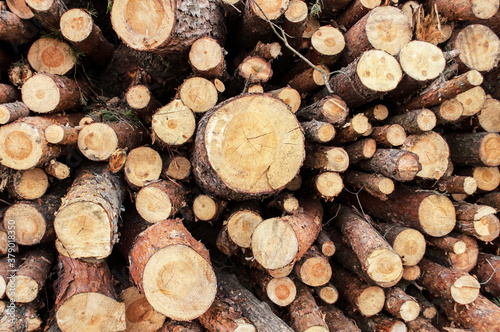 stacked firewood  freshly-cut wood 
