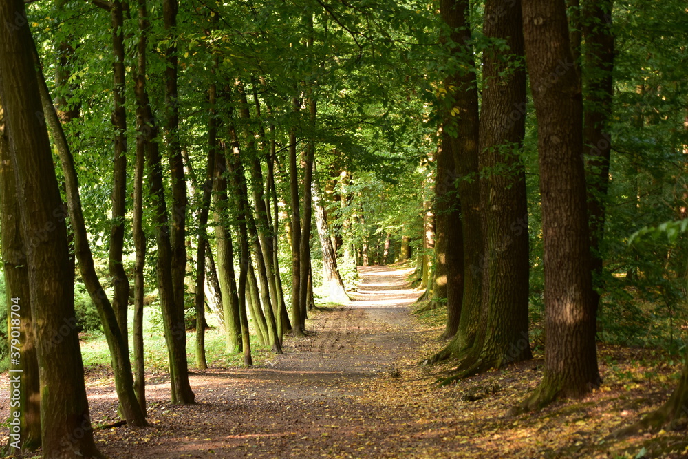 Arboretum Bramy Morawskiej – ogród botaniczny usytuowany we wschodniej części Raciborza obejmujący całym swoim zasięgiem las komunalny Obora. komunalny
Obora
krzewy
lato
 - obrazy, fototapety, plakaty 