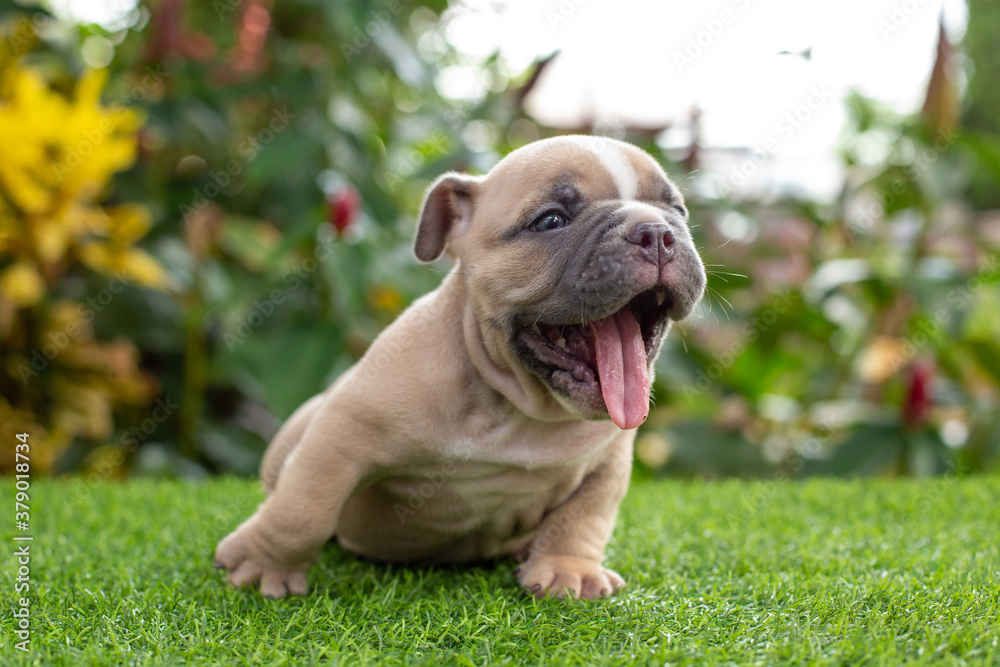 One little dog on field in the park. It is laughing.