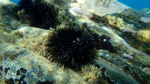 Black sea urchin (Arbacia lixula) undersea, Aegean Sea, Greece, Halkidiki photo