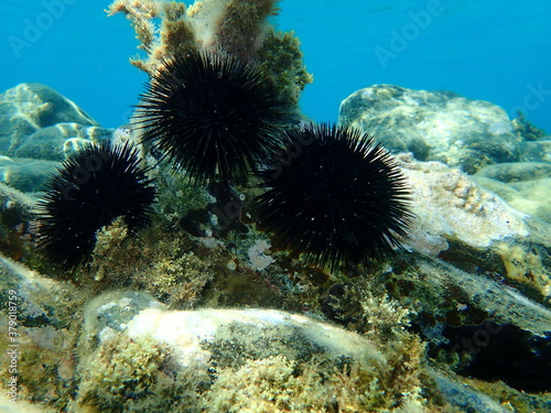 Black sea urchin (Arbacia lixula) undersea, Aegean Sea, Greece, Halkidiki photo