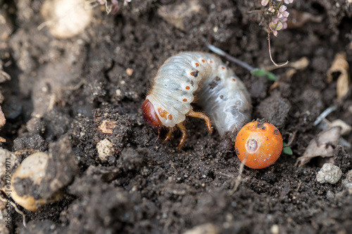 The cockchafer grub, Maybug grub or doodlebug grub 