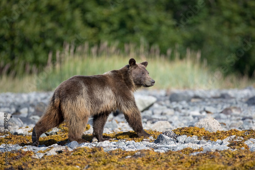 Brown Bear  Glacier Bay National Park  Alaska