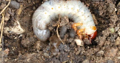 doodlebug grub, A worms grub on the ground