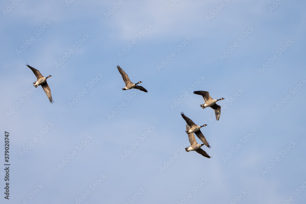 Canada Geese (Branta canadensis) flying over a lake in Sussex