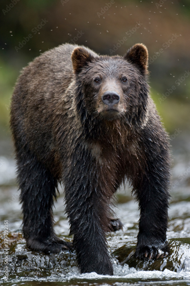 Fototapeta premium Brown Bear Fishing for Salmon, Pavlof Harbor, Alaska