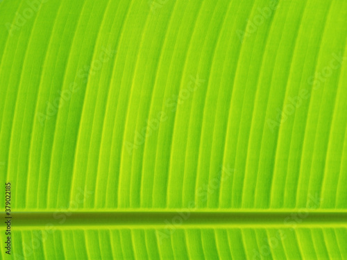 Close up of a Palm tree leaf  Amazon Rainforest  Ecuador.