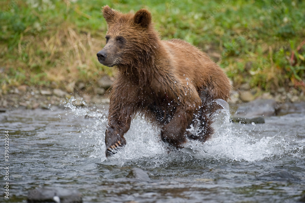 Brown Bear Running, Pybus Bay, Alaska Brown Bear Running, Pybus Bay, Alaska