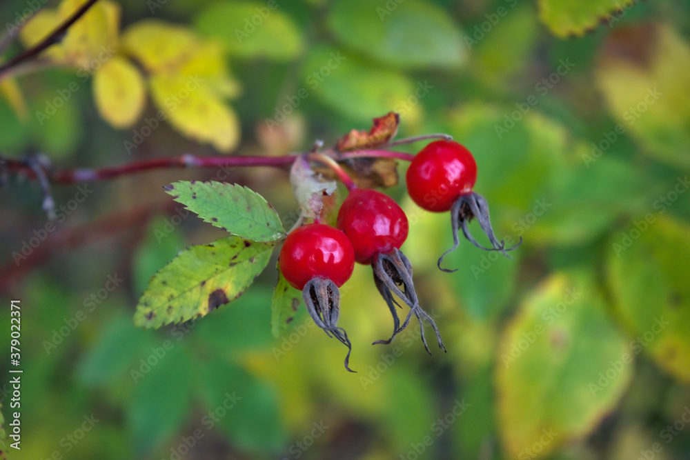 Bright red dog rose hips on a branch close-up. Wild rosehips in nature. Bright red dog rose hips on a branch close-up. Wild rosehips in nature.